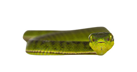 Fototapete - Brown spotted green pitviper or pit viper, moving towards camera. High detail. Looking towards camera showing both eyes. Isolated cutout on transparent background.