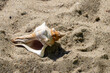 muszla w piasku