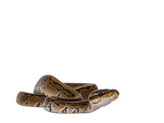 Fototapete - Pinstripe ballpython snake aka Python regius, moving towards camera. Detailed head facing camera. Isolated cutout on transparent background.