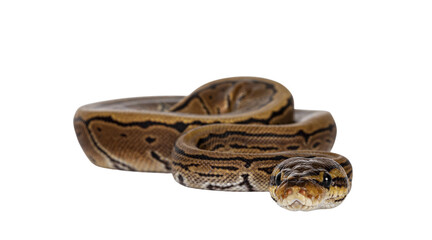 Fototapete - Pinstripe ballpython snake aka Python regius, moving towards camera. Detailed head facing camera, showing both eyes. Isolated cutout on transparent background.