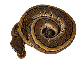 Fototapete - Top view of pinstripe ballpython snake aka Python regius, all curled up. Facing camera, showing both eyes. Isolated cutout on transparent background.