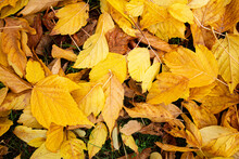 Yellow Autumn Leaves On Grassy Ground