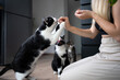 young blonde woman feeding cats with treats. One cat gets hand fed with snack and two other cats waiting