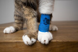 Fototapeta Mapy - Fluffy Cat paws with blue medical bandage after the vet visit, copy space