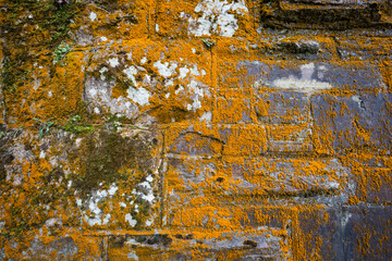 Wall Mural - mossy wall with plants growing out of it 