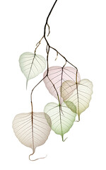 Wall Mural - branch with leaves with texture veins and cells