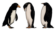 Color Vector Set Of Penguins On White Isolated , Bird Of Antarctica And The South Coast Of Africa
