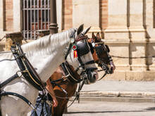 Close Up Of Horses In The City Of Seville