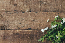 Spring Flowers On Rustic Wooden Background, Flat Lay. Wood Anemone Flowers, Simple Countryside Banner. Space For Text. Hello Spring