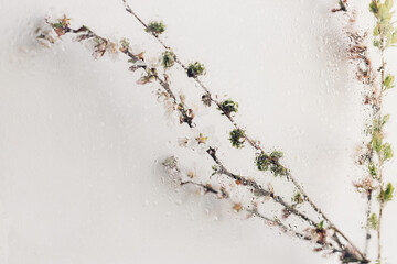 Wall Mural - Cherry blooming branch under glass with water drops. Creative abstract image of spring flowers. Hello spring. Simple aesthetic wallpaper, wet rainy flowers. Floral rustic still life