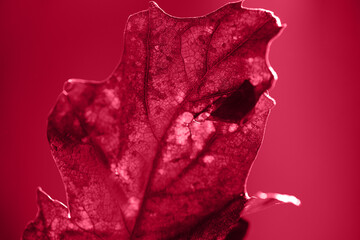 Closeup photography of oak textured leaf,colored in trendy red.
