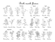 Birth Month Flowers Line Art Illustrations. Carnation, Daffodil, Honeysuckle, Tulip, Lilies, Hand Drawn Illustrations. Modern Design For Jewelry, Tattoo, Logo. Transparent Background. PNG. Stickers