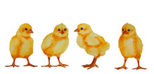 Set Of Four Cute Watercolor Easter Chicken Set. Funny Yellow Chicks Illustration Isolated On White Background.