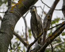 A Juvenile Black Crowned Night Heron Perched In A Tree.