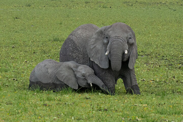 Elephants in Tanzania