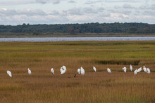 A Group Of Great Egrets In The Marsh With Pair Of Mallards.