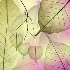Wall Mural - leaf texture pattern, leaf background with veins and cells - macro photography