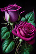 two beautiful fuchsia roses 
