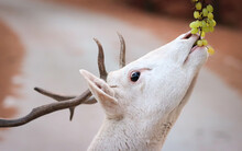 A Male White Fallow Deer Is Eating Green Grape. Close-up Portrait Of Male White Fallow-deer With Red And Grey Background.