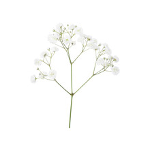 Closeup Of Small White Gypsophila Flowers Isolated On White