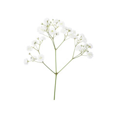 closeup of small white gypsophila flowers isolated on white