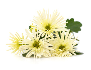 Poster - Bouquet of white chrysanthemums.