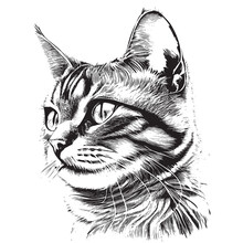 Cute Cat Portrait Hand Drawn Sketch Engraving Style Vector Illustration.