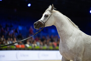 Wall Mural - portrait of beautiful grey purebred arabian horse running at  manege at competition.