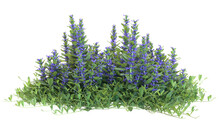 Various Types Of Flowers Grass Bushes Shrub And Small Plants Isolated	