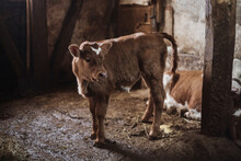 Close Up View Of Newborn Calf Suckling Mothers Milk From Udder Teat At Cattle Farm.newborn Calf
