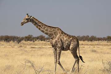 Wall Mural - A giraffe in Etosha National Park in Namibia, Africa on safari