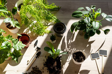 Green Seedlings In Pots, Potting Plants At Home. Indoor Garden, House Plants. Ficus, Fern, Philodendron. Gardening Tools On The Table. Hobby, Still Life With Plants 