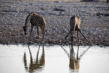 Wall Mural - Giraffes drinking at the watering hole in Etosha National Park in Namibia, Africa