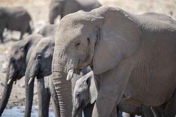 Wall Mural - A herd of elephants at a watering hole in Etosha National Park in Namibia, Africa on safari