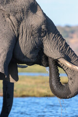 Wall Mural - Elephant drinking water from the Zambezi River in Chobe National park in Botswana, Africa