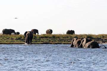 Wall Mural - A herd of elephants crossing the Zambezi River in Chobe National Park in Botswana, Africa on safari