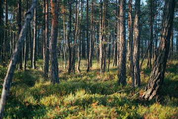 Beautiful autumn forest. Sun setting during golden hour. Rays of light illuminate trees in a nature preserve. Naturalistic photography, wild nature and light effects. Fairy and idyllic image of forest