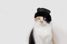 Portrait Of A Calico Cat Wearing A Vintage Satin Evening Hat With A Veil