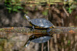 Turtle Reflecions
