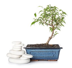 Bonsai tree with stones on white background