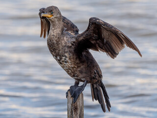 red tailed hawk