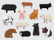 Various Pig Breeds With Names Set Various Kind Identify Cartoon Vector