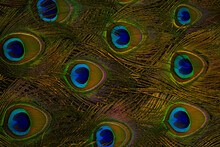 Peacock Feather Closeup. Peafowl Feather Background. Peacock Feathers In Full Frame.