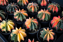 Gymnocalycium Cactus. Colorful Succulent Plants With Round Shapes And Sharp Thorns In The Nursery Plants. The Ornamental Plant For Decorating In The Garden Or Room Decor.