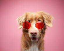 Funny Dog With Glasses. Nova Scotia Duck Tolling Retriever, Toller On Pink Background In Studio