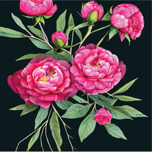 Pink Peonies Flowers And Leaves Floral Vector Seamless Pattern Spring Summer On Black Background. Decorative Vintage Beautiful Romantic Floral Illustration Wallpaper For Valentine's Day Or Women's Day