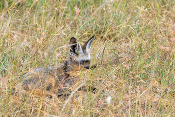 Wall Mural - Cute Bat eared fox lying in the grass and resting