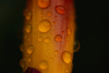 Close-up Of Water Drops On Flower Against Black Background