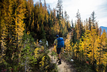 A Young Man Hikes Through The Colorful Larch Trees In The Pasayten Wilderness On The Pacific Crest Trail (PCT) In Washington.