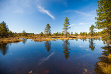 Pine Trees Growing In Bog Ecosystem, Fort Langley, British Columbia, Canada